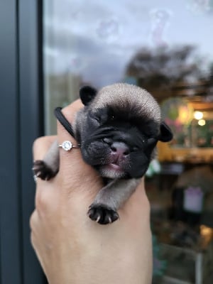 Les chiots de Bouledogue français