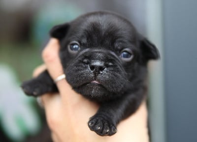 Les chiots de Bouledogue français