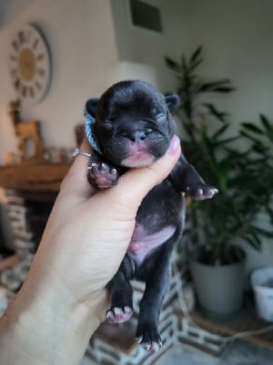 Les chiots de Bouledogue français