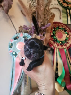 Les chiots de Bouledogue français