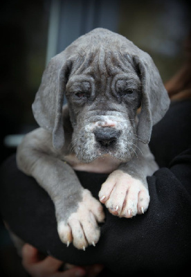 Les chiots de Dogue allemand