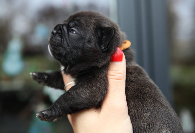 Les chiots de Bouledogue français