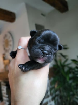 Les chiots de Bouledogue français