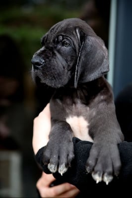 Les chiots de Dogue allemand