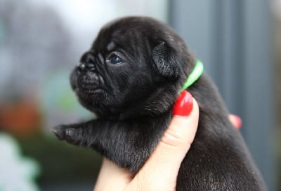 Les chiots de Bouledogue français