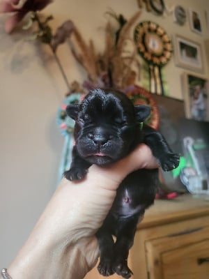 Les chiots de Bouledogue français