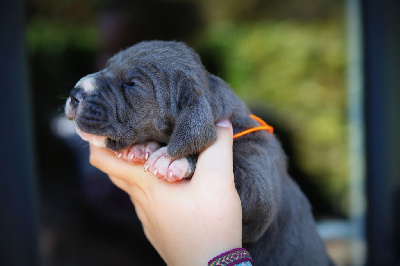 Les chiots de Dogue allemand