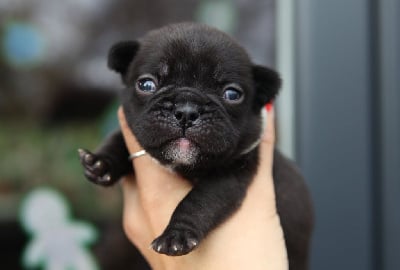 Les chiots de Bouledogue français