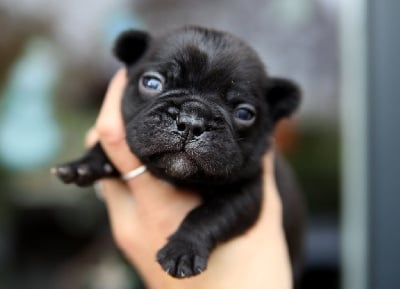 Les chiots de Bouledogue français