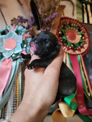 Les chiots de Bouledogue français