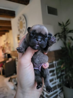 Les chiots de Bouledogue français