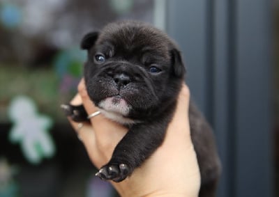 Les chiots de Bouledogue français