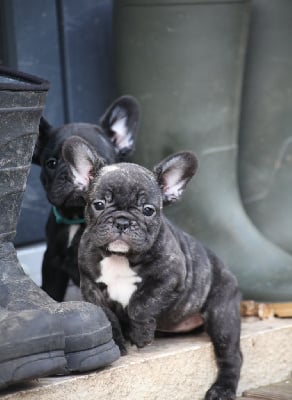 Les chiots de Bouledogue français