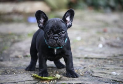 Les chiots de Bouledogue français