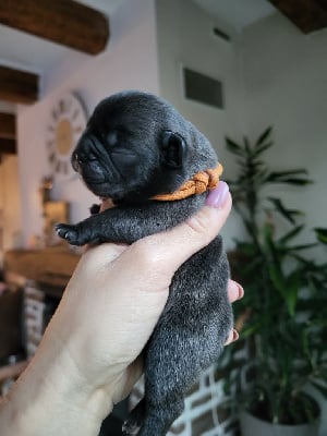 Les chiots de Bouledogue français