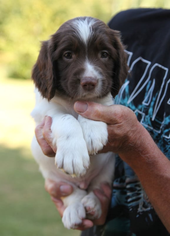English Springer Spaniel - Des Terres De Romandor