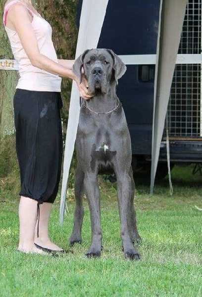 L'air du temps Des Terres De Romandor - 2ième Excellent cl jeune femelle bleue