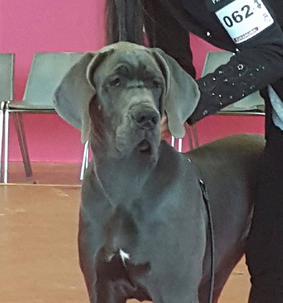 L'air du temps Des Terres De Romandor - 1ère Très prometteur Ring d'honneur Meilleur Baby