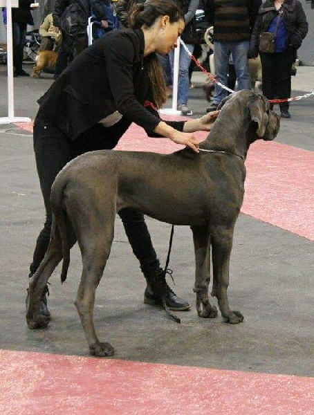 L'air du temps Des Terres De Romandor - Très prometteur classe puppy