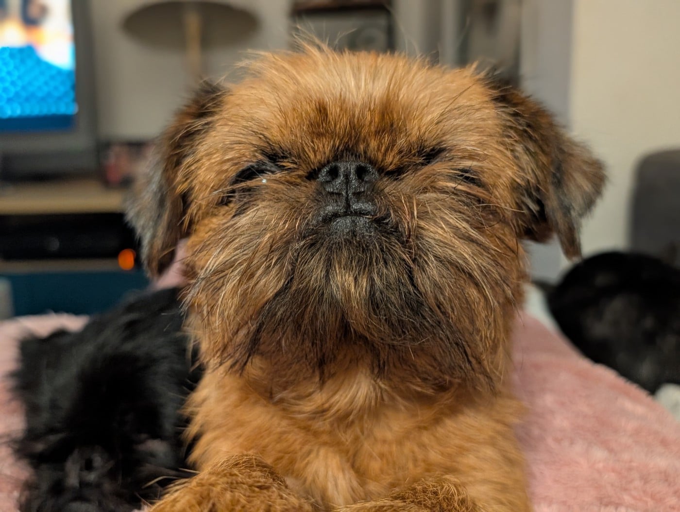 Viviane L’As Aux Mille Griffes