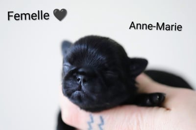 Les chiots de Griffon belge