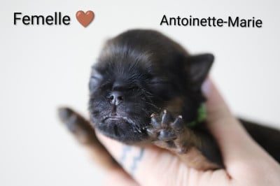 Les chiots de Griffon belge