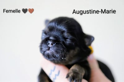 Les chiots de Griffon belge