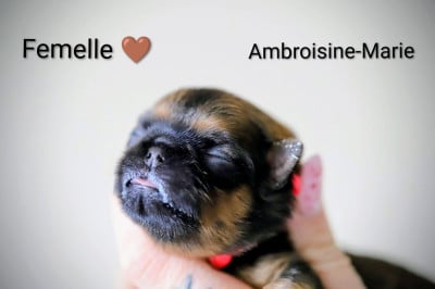 Les chiots de Griffon belge