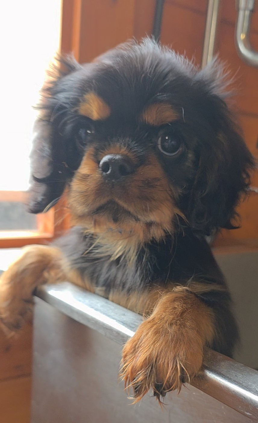Chiot N°1 - Cavalier King Charles Spaniel