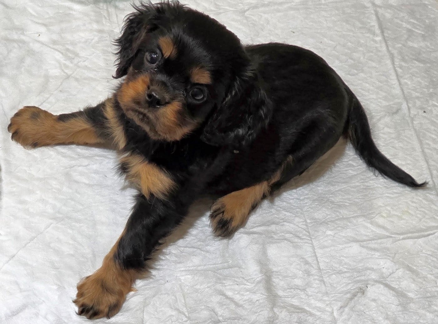 Chiot N°1 - Cavalier King Charles Spaniel