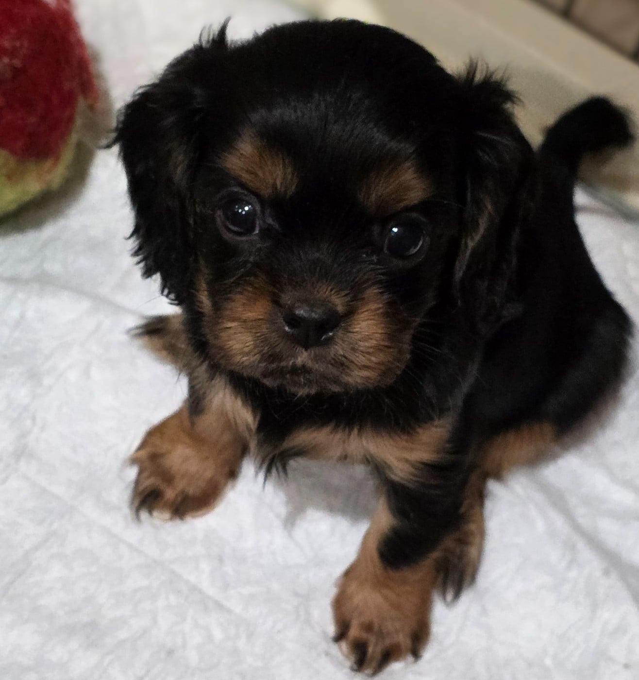 Chiot N°4 - Cavalier King Charles Spaniel