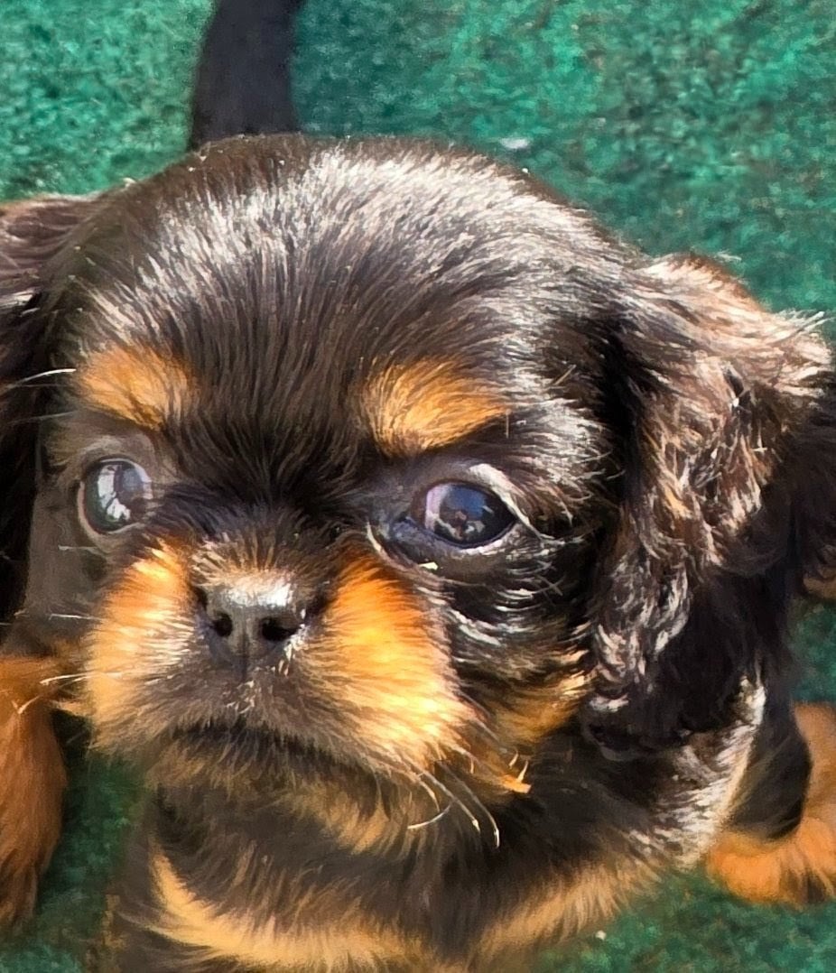 Cavalier King Charles Spaniel - vom der riter kronen