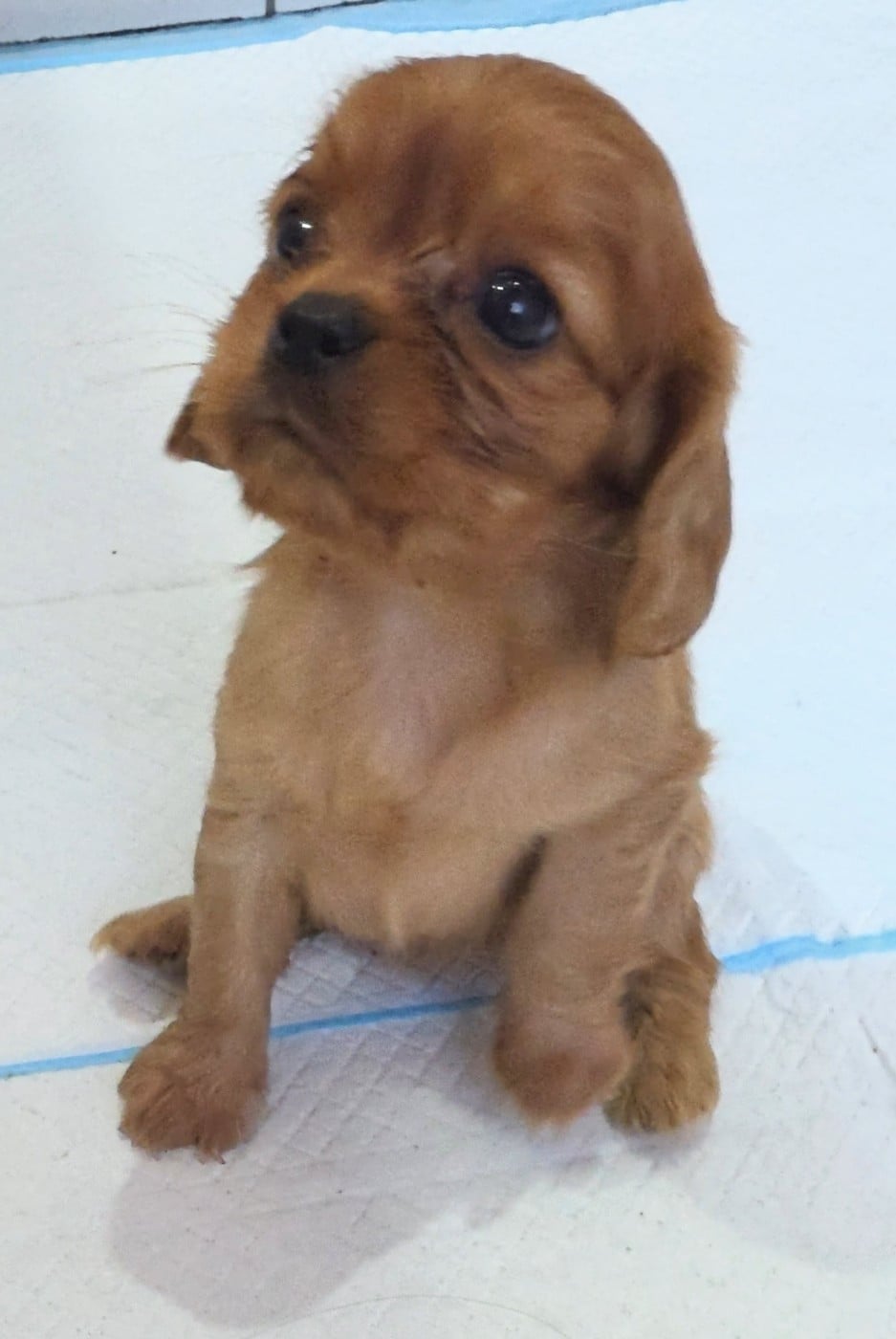 Chiot N°4 - Cavalier King Charles Spaniel