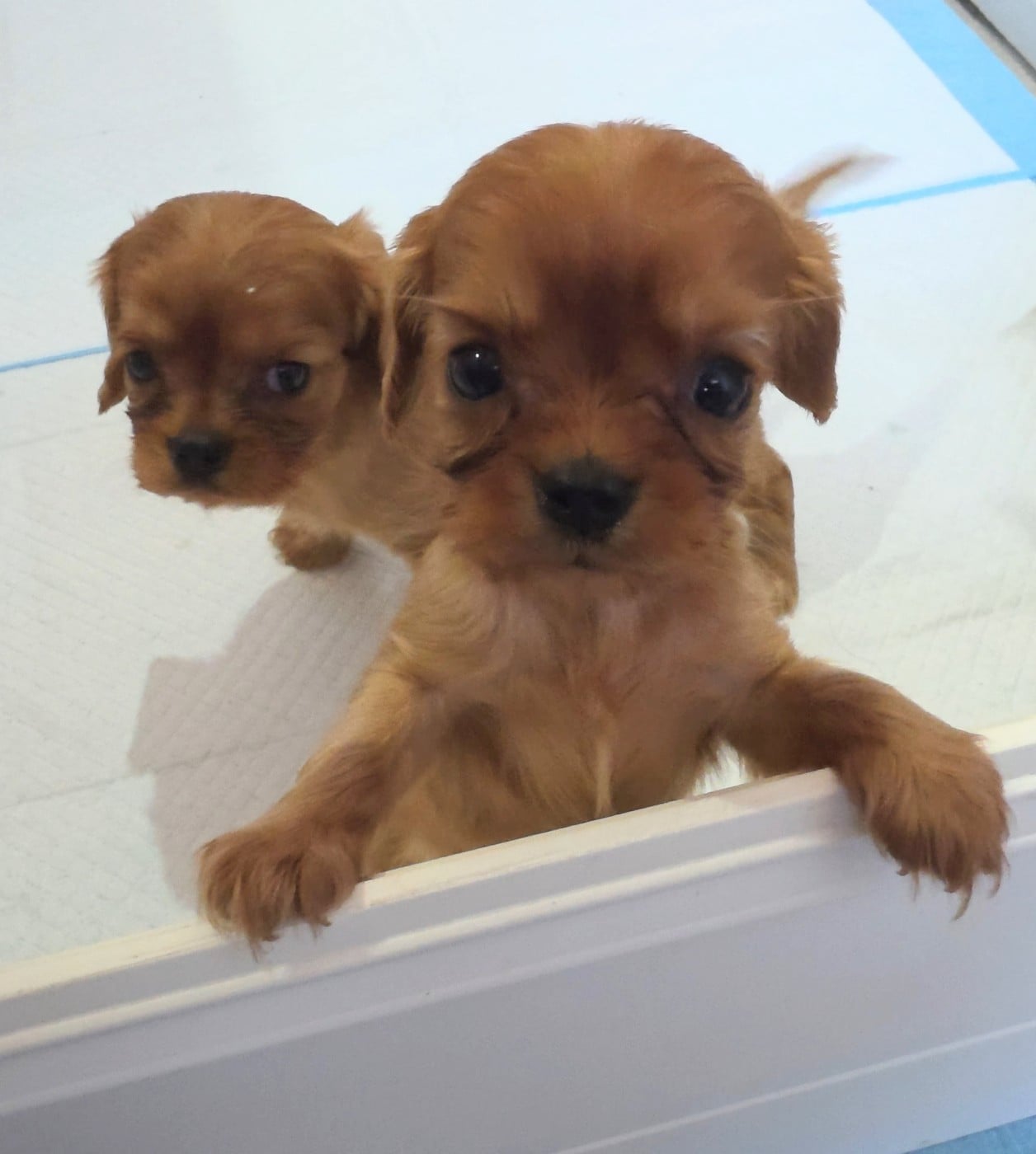 Chiot N°5 - Cavalier King Charles Spaniel