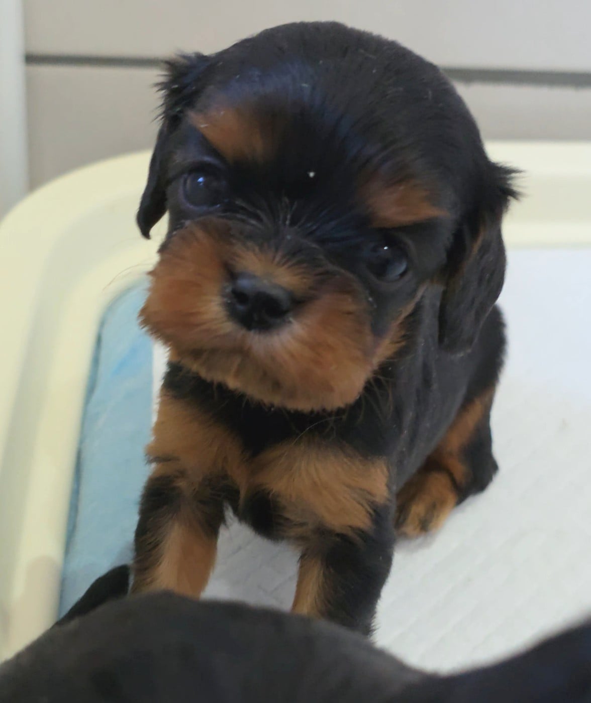 Chiot N°2 - Cavalier King Charles Spaniel
