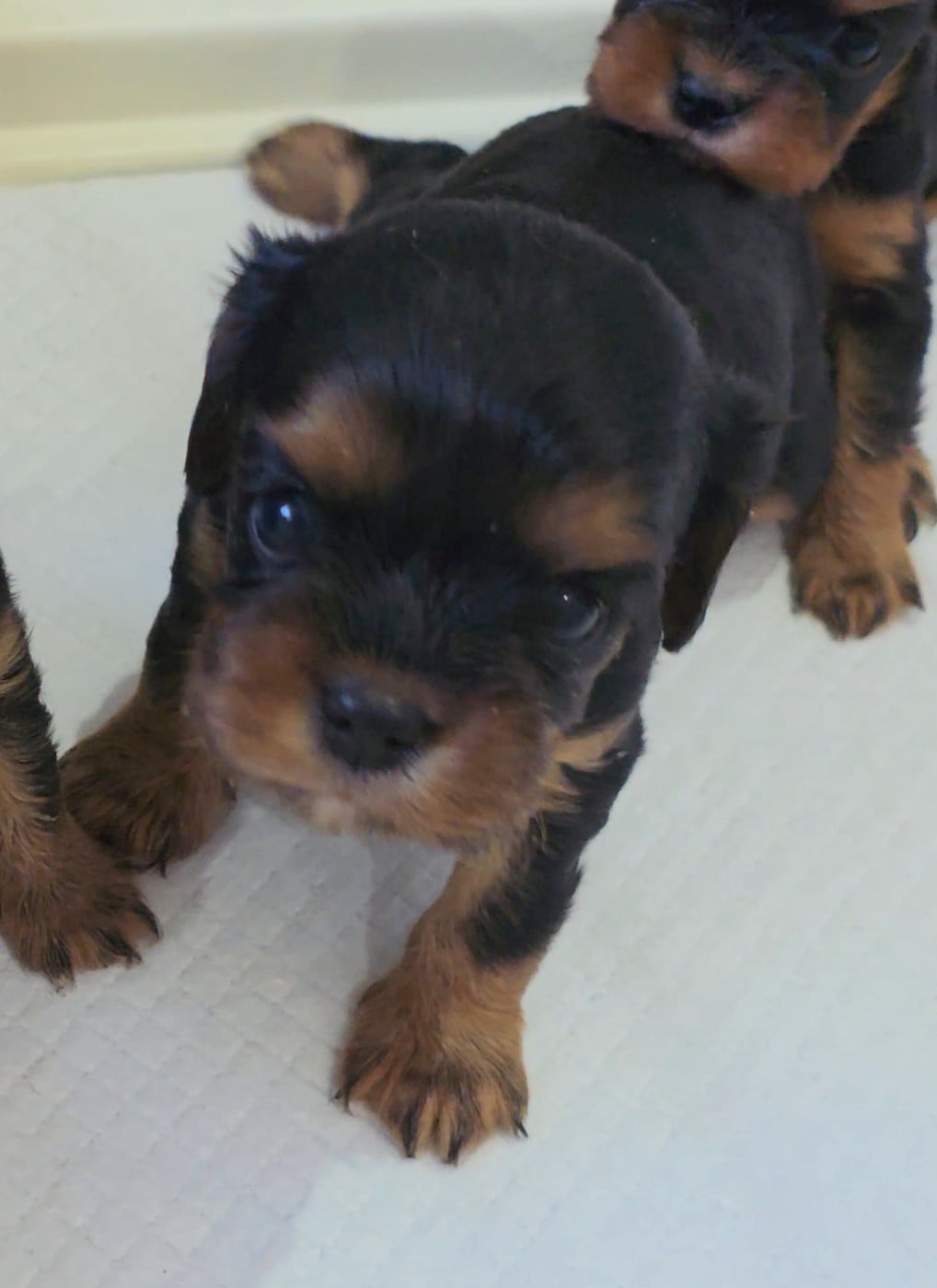 Chiot N°3 - Cavalier King Charles Spaniel