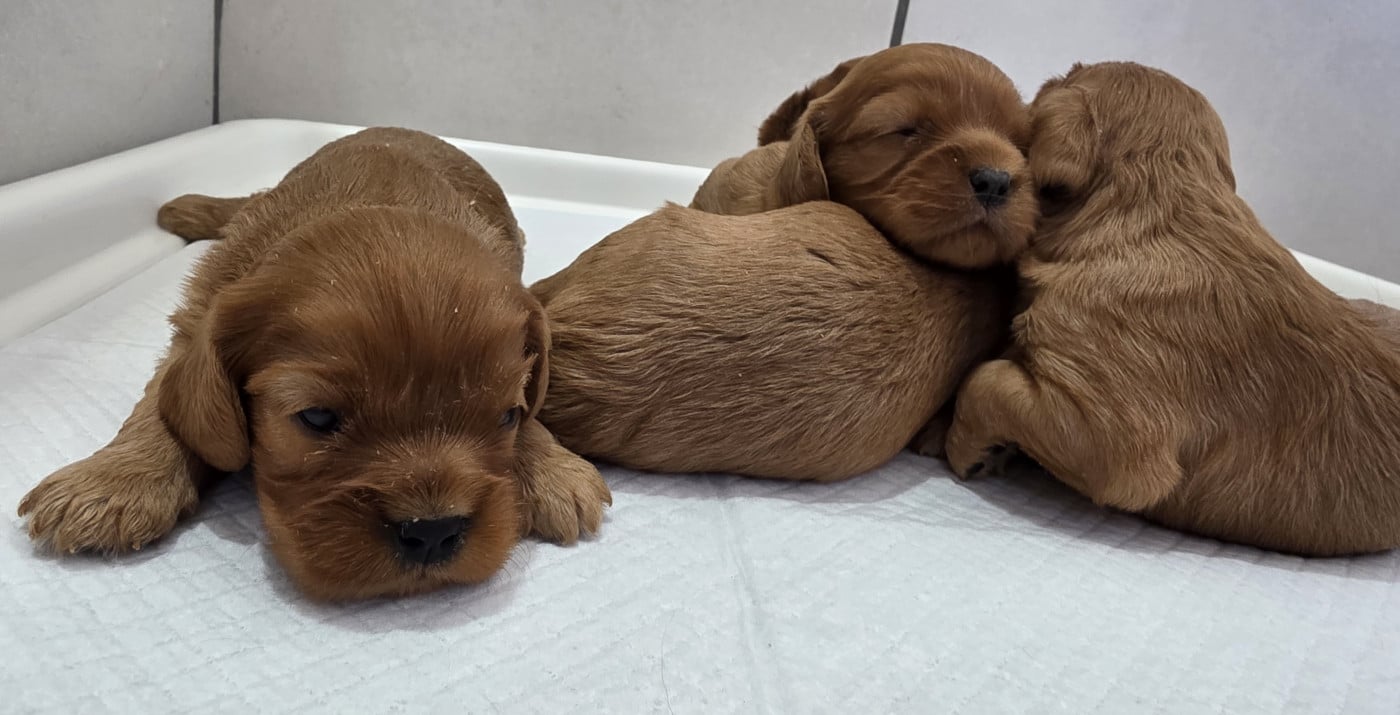 Chiot Cavalier King Charles Spaniel