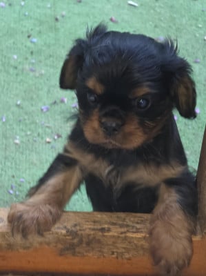 Les chiots de Cavalier King Charles Spaniel