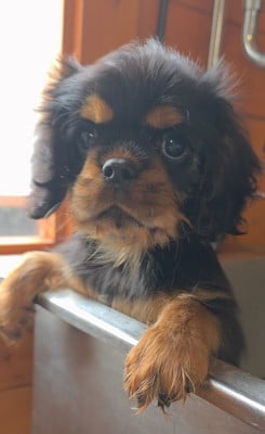 Les chiots de Cavalier King Charles Spaniel