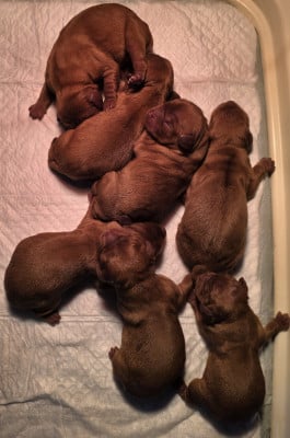 Les chiots de Cavalier King Charles Spaniel
