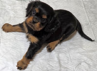 Les chiots de Cavalier King Charles Spaniel