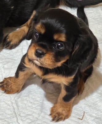 Chiot N°3 - Cavalier King Charles Spaniel