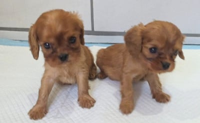 Les chiots de Cavalier King Charles Spaniel