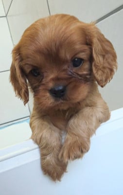 Les chiots de Cavalier King Charles Spaniel