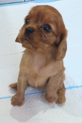 Les chiots de Cavalier King Charles Spaniel