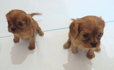 Les chiots de Cavalier King Charles Spaniel
