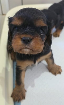 Les chiots de Cavalier King Charles Spaniel