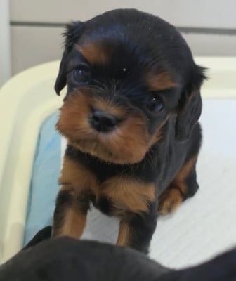 Les chiots de Cavalier King Charles Spaniel
