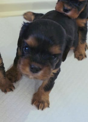 Les chiots de Cavalier King Charles Spaniel