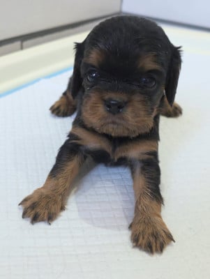 Les chiots de Cavalier King Charles Spaniel